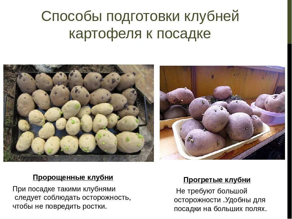 Подготовка картофеля к посадке. Подготовка клубней картофеля к посадке. Описание картофеля. Картофель разновидности сортов.