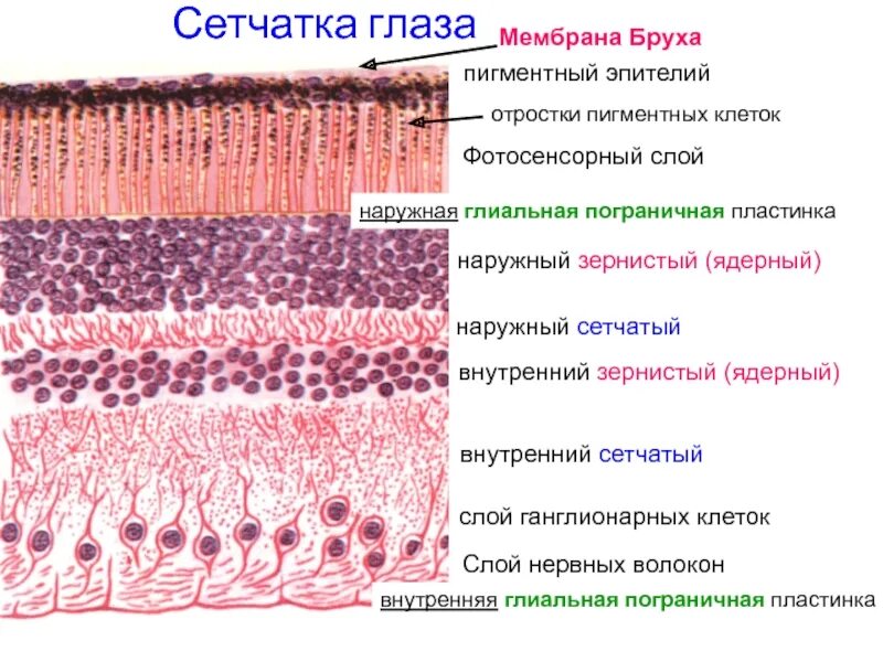 Где находится эпителий