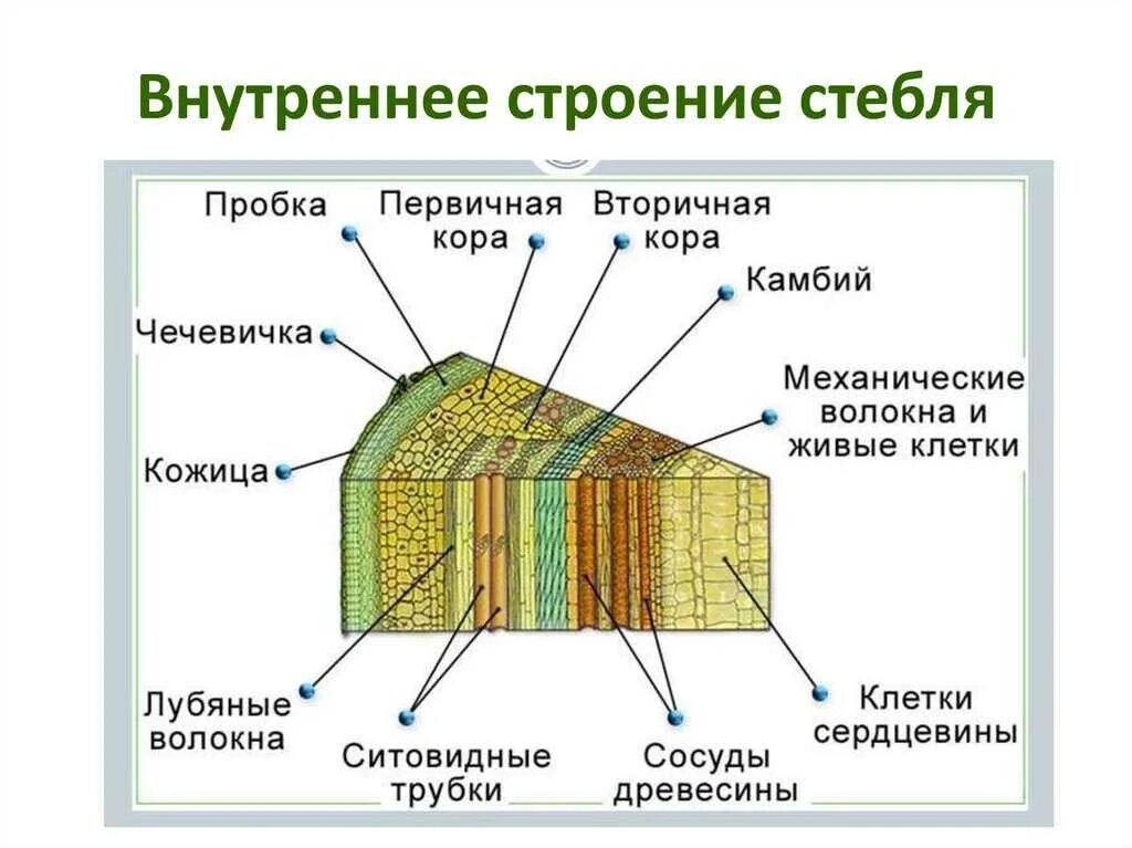 Сердцевина многолетнего стебля у растений выполняет функцию. Строение поперечного среза древесного стебля. Строение стебля поперечный срез древесного стебля. Внутреннее строение поперечного среза древесного стебля. Строение стебля дерева на поперечном срезе.