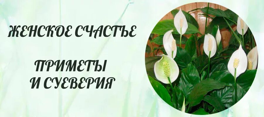 Женские приметы. Цветок спатифиллум женское счастье приметы и суеверия. Цветок женское счастье приметы и суеверия для женщин. Растение женское счастье приметы. Женское счастье цветок приметы.