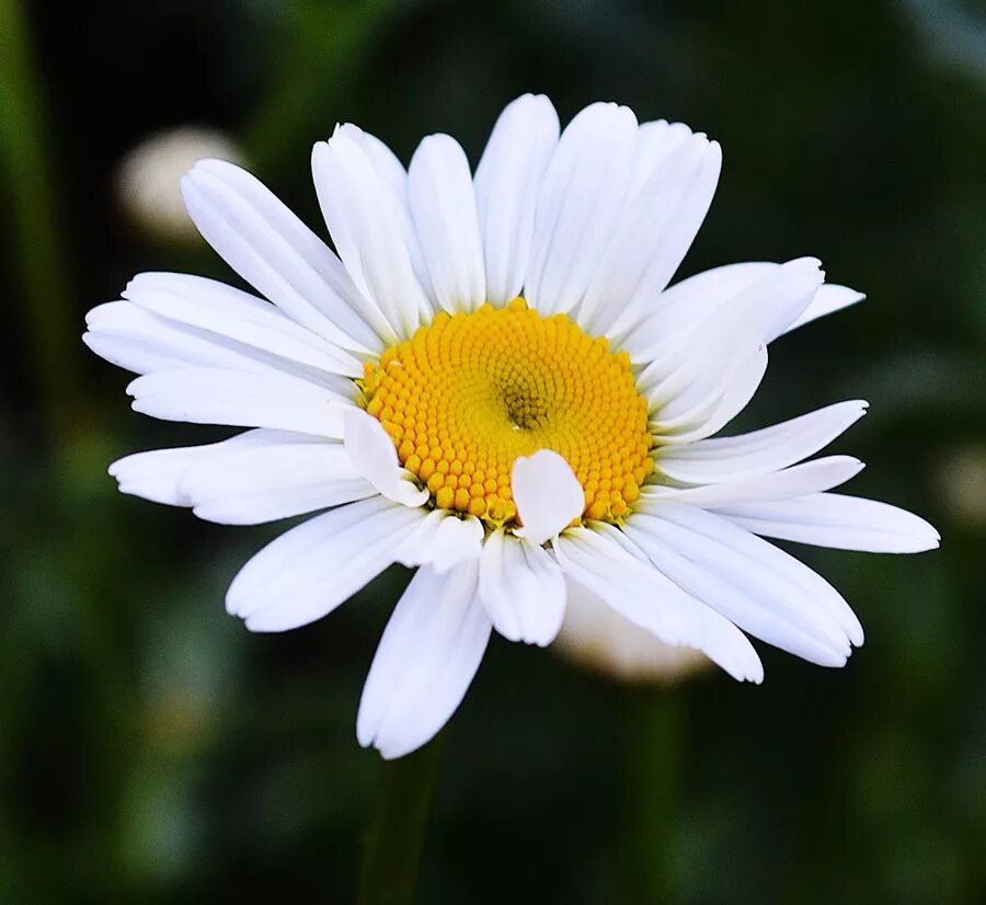 Leucanthemum Daisy May. Ромашка самосейка. Ромашка остролистная. Oxeye Daisy.