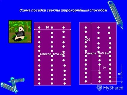 Расстояние между свеклой при посадке