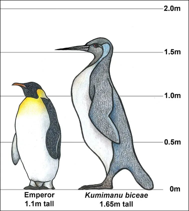 Внутреннее строение пингвина. Kumimanu biceae. строение пингвина. древние пингвины. анатомия пингвина.