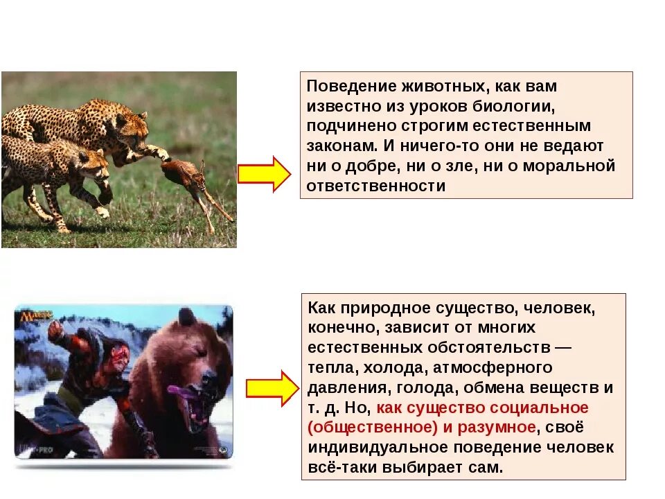 Поведение животных 6 класс. Поведение животного. Особенности поведения животных. Сложное поведение животных. Поведение высших животных.