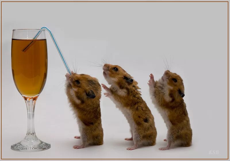 Как набрать друзей в hamster