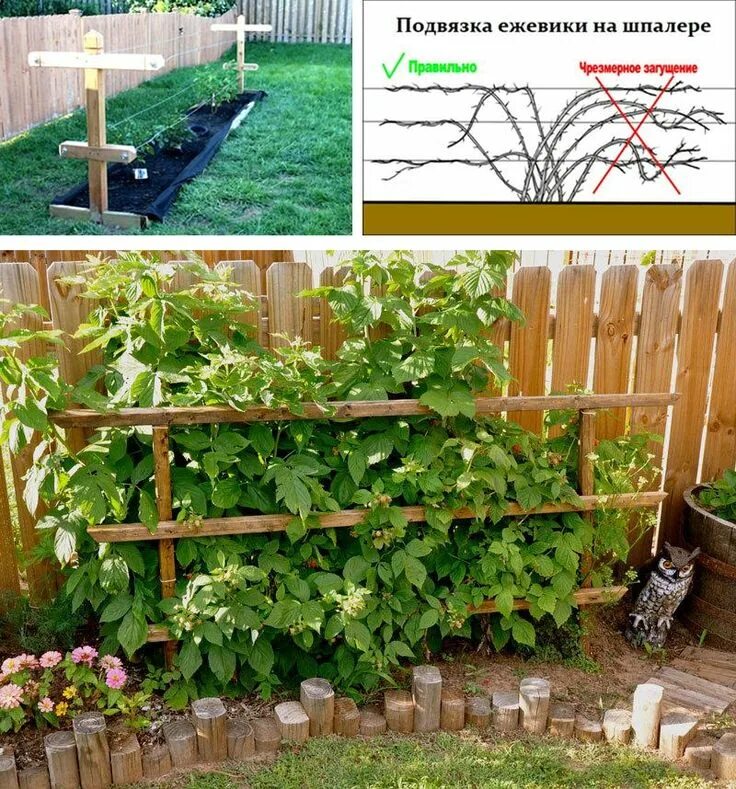 Как правильно посадки сделать. Подвязка ежевики. Подвязка ежевики на шпалере. Ежевика ползучая подвязка. Шпалера для ежевики садовой.