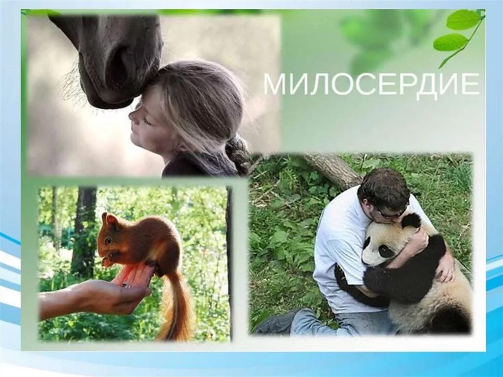 Как показать сострадание. Доброта и милосердие. картинки о доброте и милосердии. человек заботится о животных. доброта милосердие сострадание.