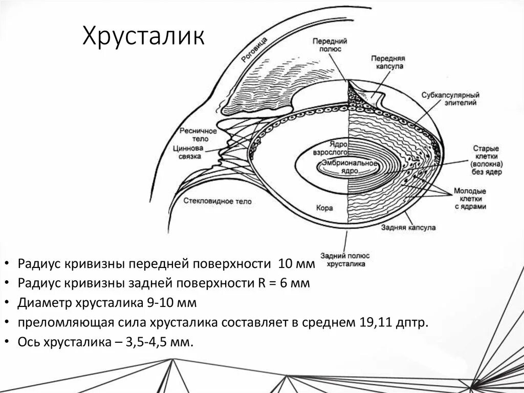 Задний полюс глаза. Хрусталик строение анатомия. Схема строения хрусталика гистология. Строение хрусталика глаза анатомия. Послойное строение хрусталика.