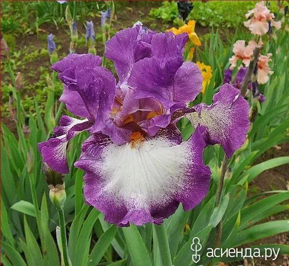 Iris mine