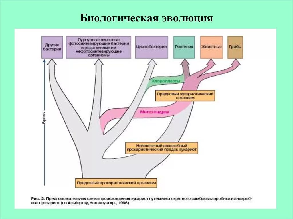 Эволюция биологическая система