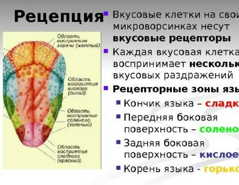 На кончике языка расположены рецепторы чувствительные к. Вкусовые рецепторы на языке. Расположение вкусовых рецепторов на языке. Зоны языка вкусовые рецепторы. Вкусовые рецепторы на языке человека.