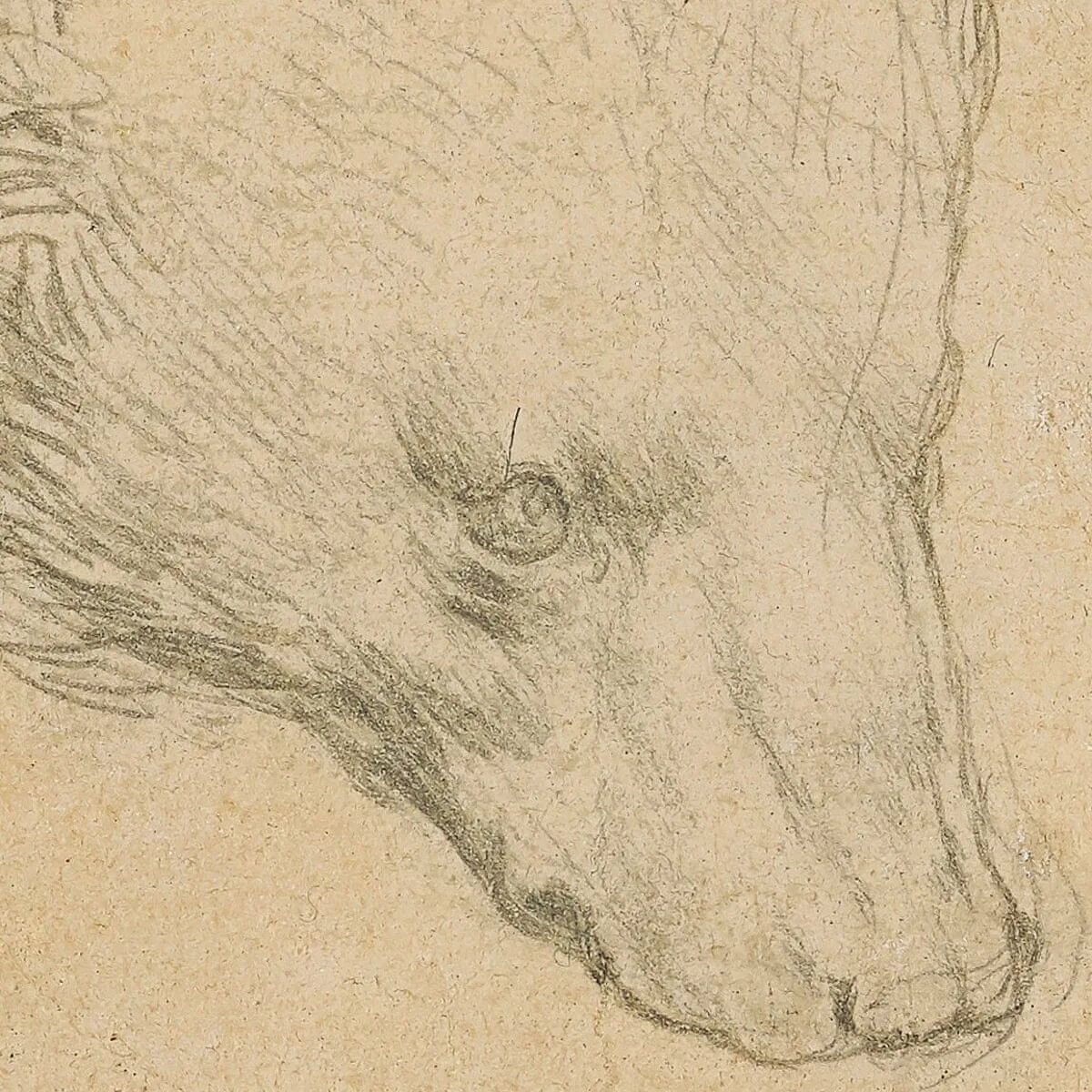 Медведь леонардо. Леонардо да винчи медведь зарисовка. Медведь леонардо. Голова медведя да винчи. Леонардо да винчи наброски медведя.