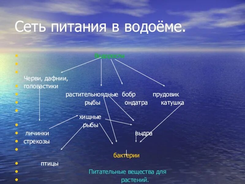 Составить пищевую цепь водоема