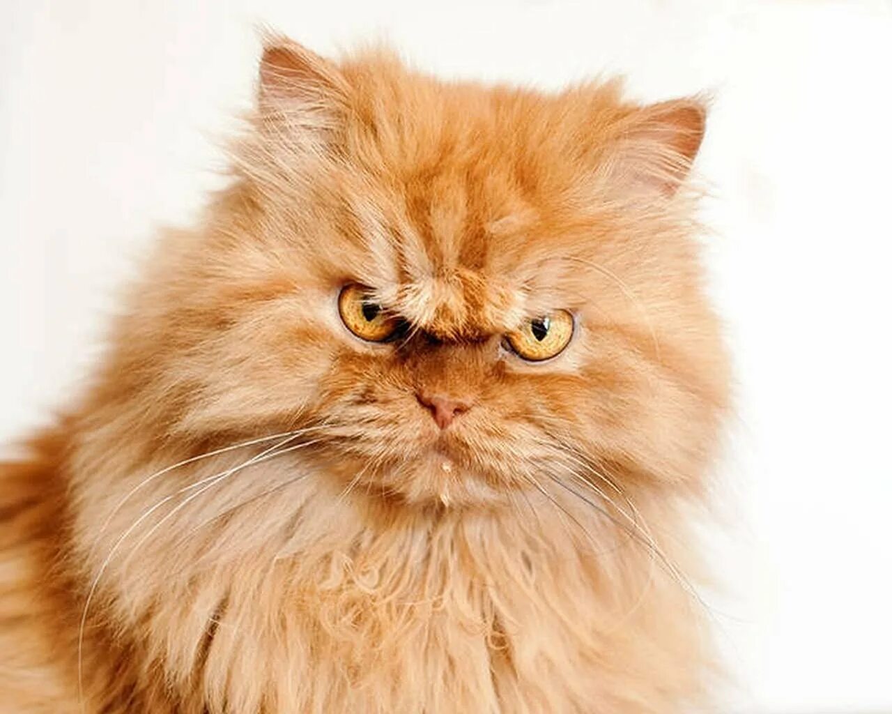 Злобный кот. Злой кот. Персидский кот злой. Злой рыжий кот. Рыжий кот перс.