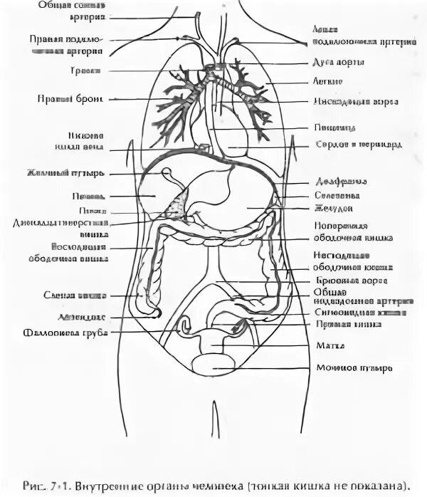 Внутренние органы женщины схема расположения - найдено 90 картинок