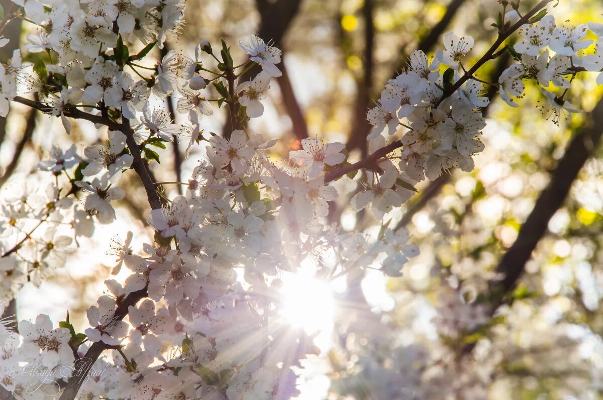май природа. весеннее солнышко. весеннее дерево. весенняя природа. солнечный день май.