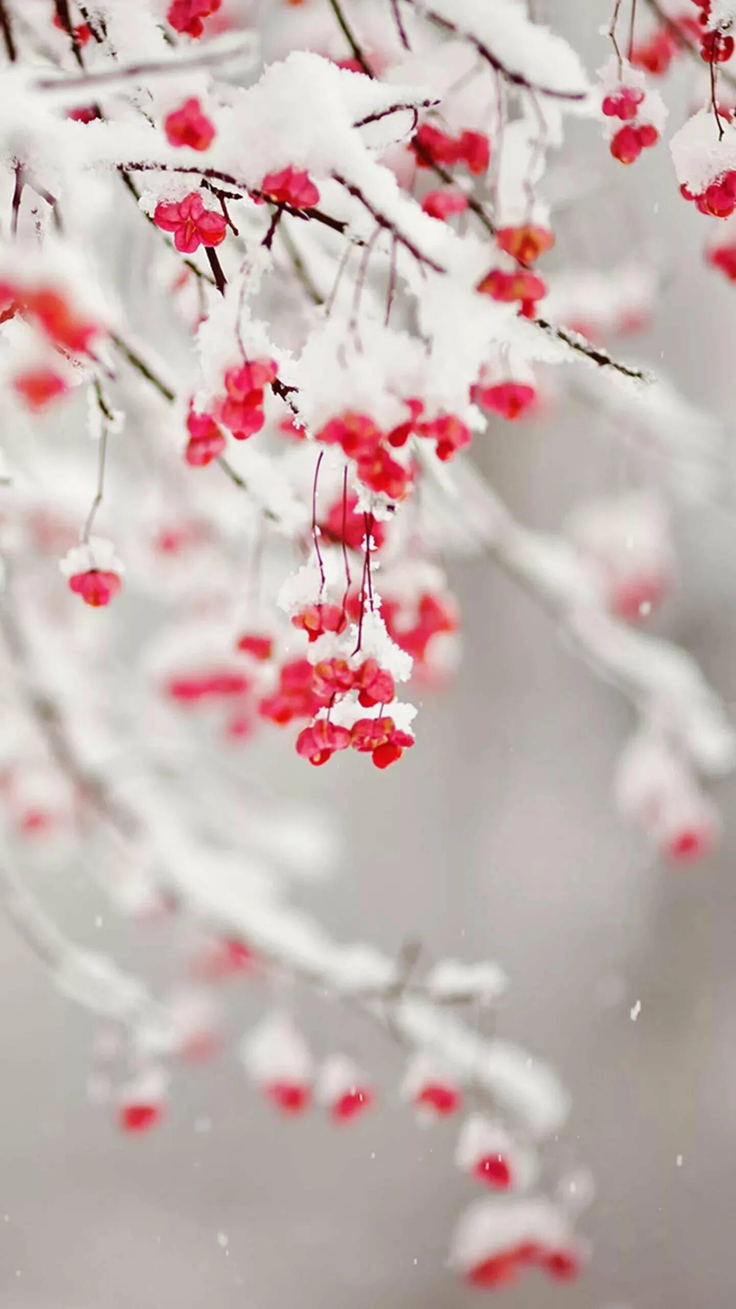 Картинки февраль стильные. Ветки в снегу. Зимний фон. Зимняя тематика. Зимние цветы.