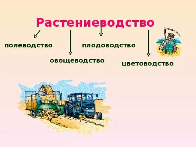 Растениеводство презентация. Растениеводство Полеводство овощеводство Плодоводство цветоводство. Рисунок на тему Растениеводство. Проект Растениеводство. Растениеводство 10 класс география