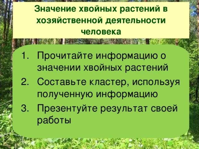 Какое значение хвойных