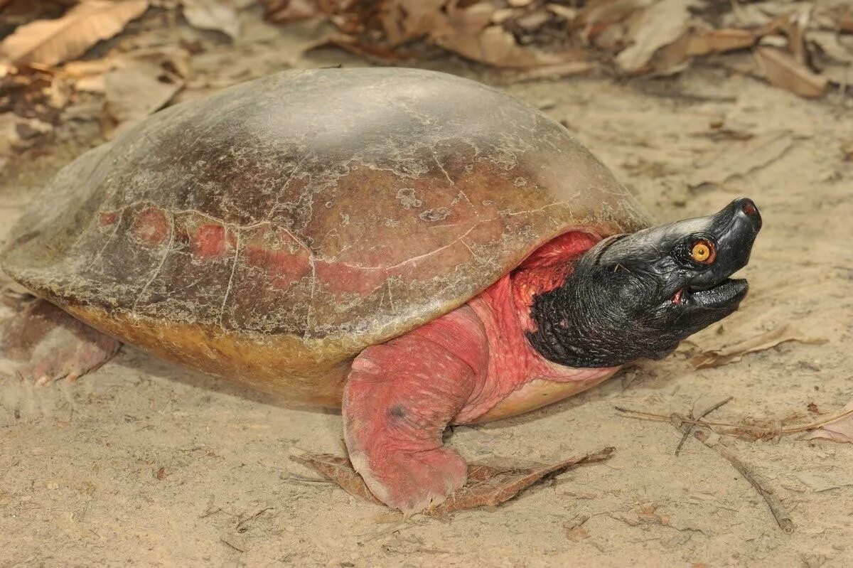 Черепаха без панциря бездомная. Батагур. Batagur trivittata. Батагур черепаха. Террапин черепаха.