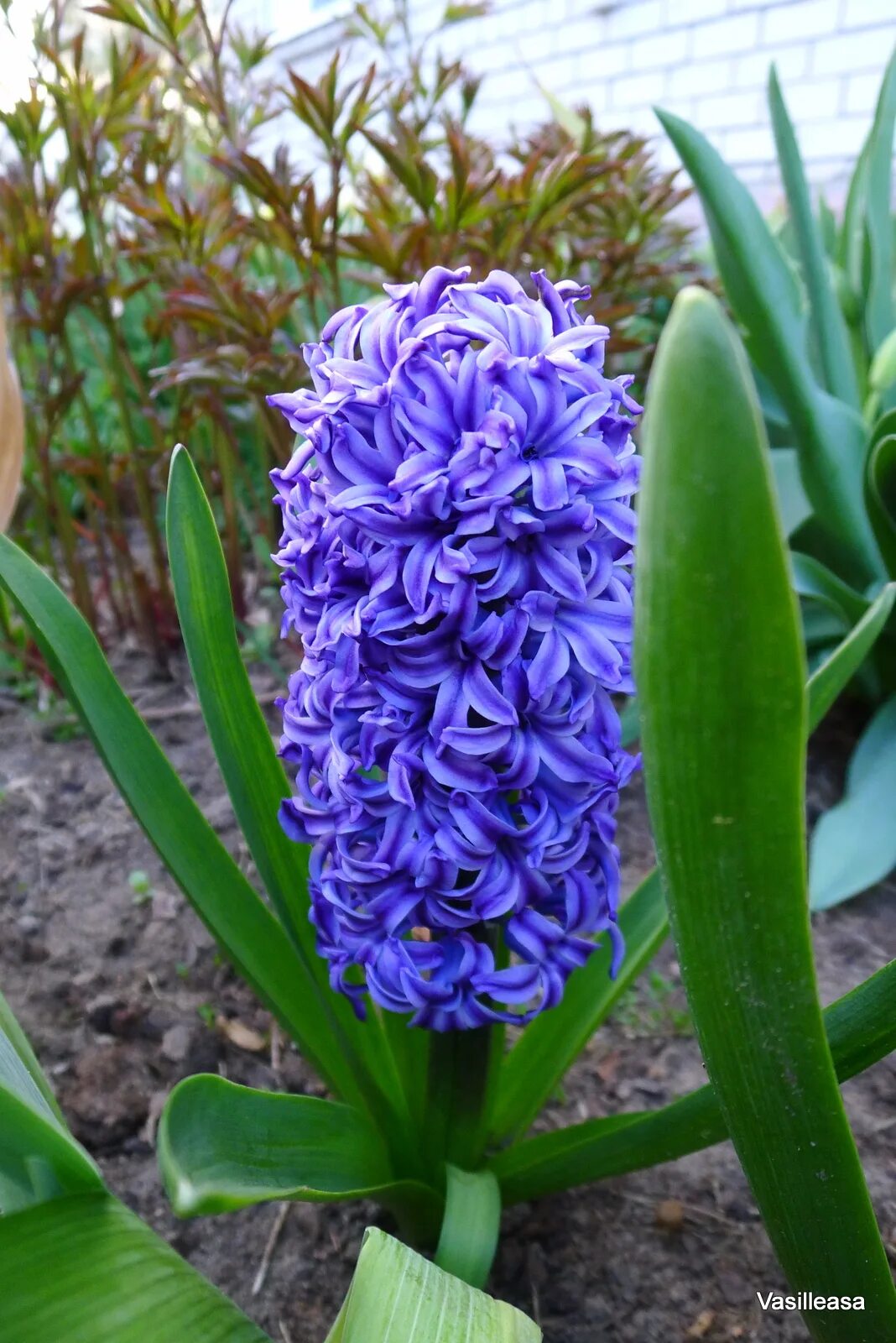 Почва для гиацинта в горшке. Грунт матушка земля башинком. Цветок горшечный гиацинт. Горшечный гиацинт. Гиацинт на участке.