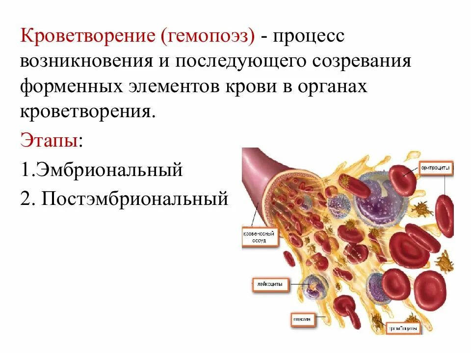 Кроветворение гемопоэз гистология. Органы кроветворения и разрушения форменных элементов крови. Система кроветворения рисунок. Строение органов кроветворения.