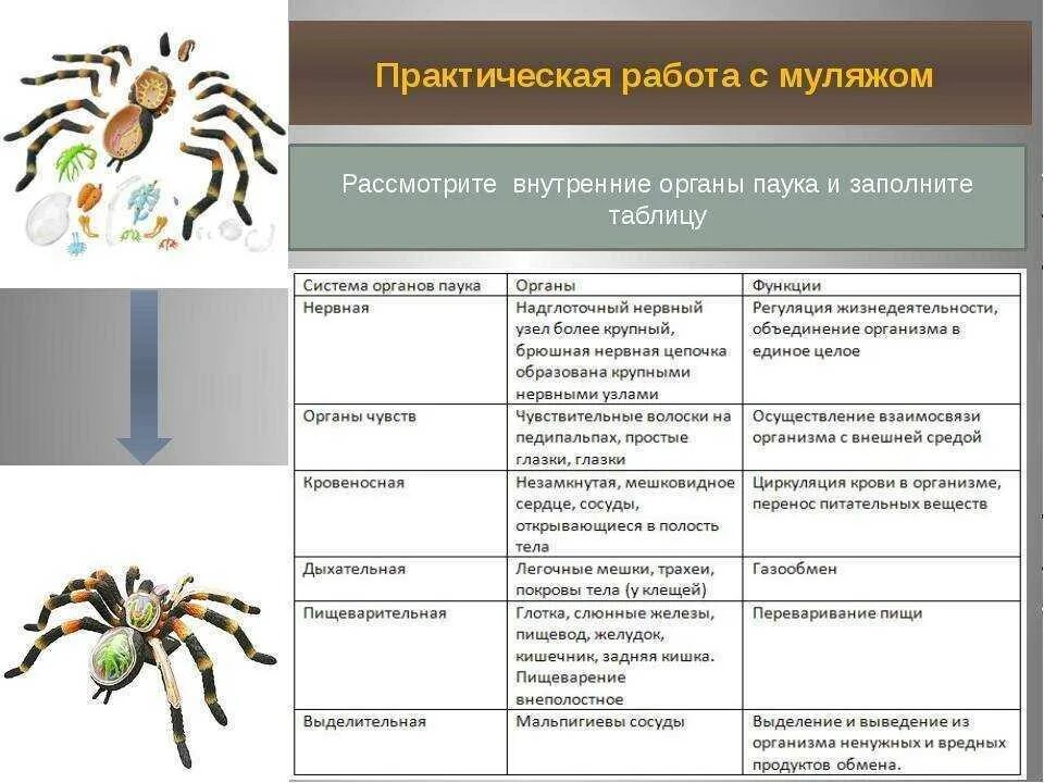 Внешнее строение паукообразных таблица. Системы органов паукообразных таблица. Характеристика паука крестовика таблица. Таблица по биологии 7 класс многообразие паукообразных. Ракообразные паукообразные насекомые конечности