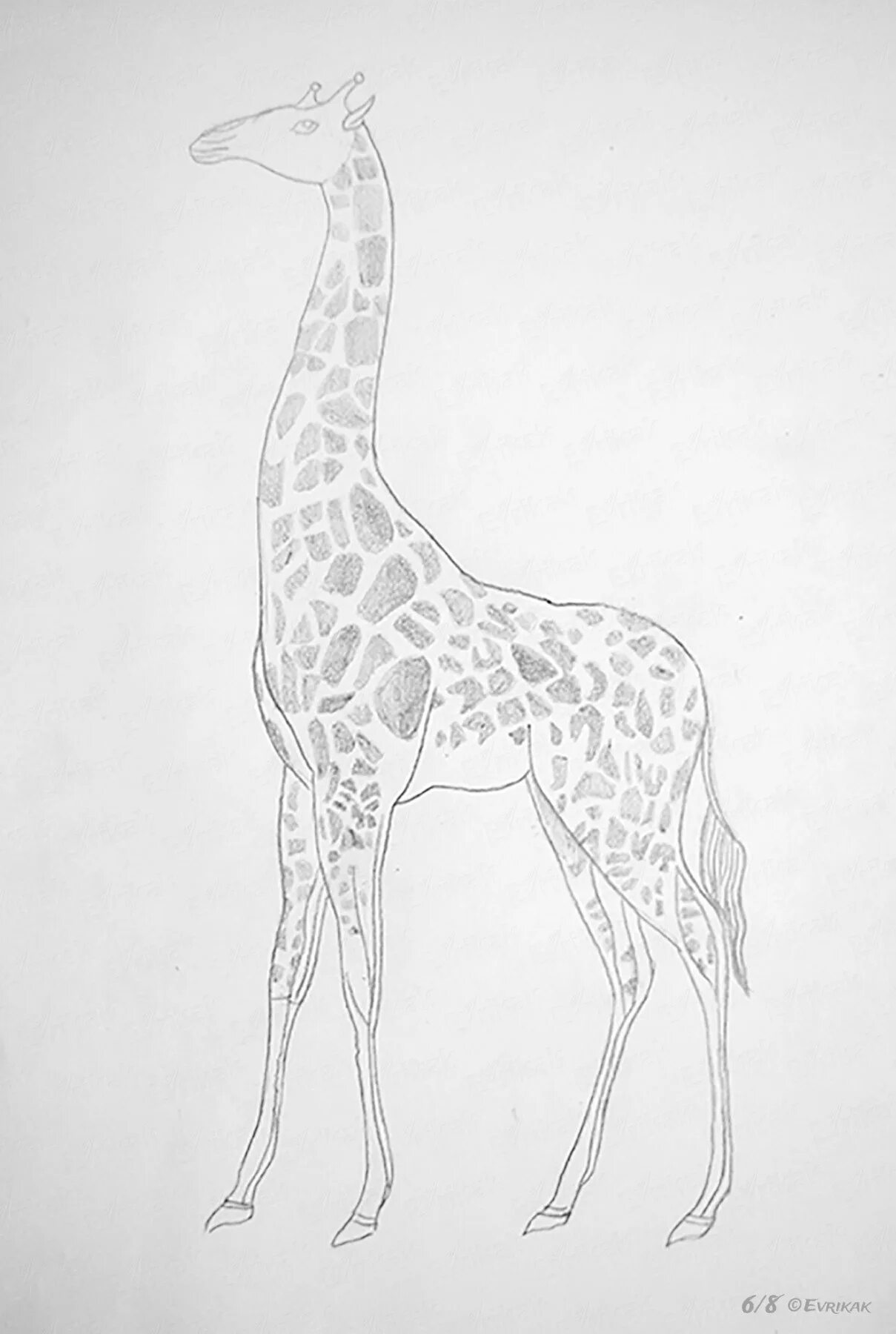 На рисунке изображен жираф. Жираф рисунок карандашом. Рисунок жирафа карандашом. Рисунок жирафа для срисовки. Поэтапное рисование жирафа.
