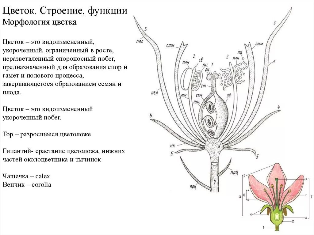 Строение растения в связи с условиями. Морфология цветка строение. Схема цветка функции биология. Цветок его части их строение и функции. Строение цветка и функции его частей.