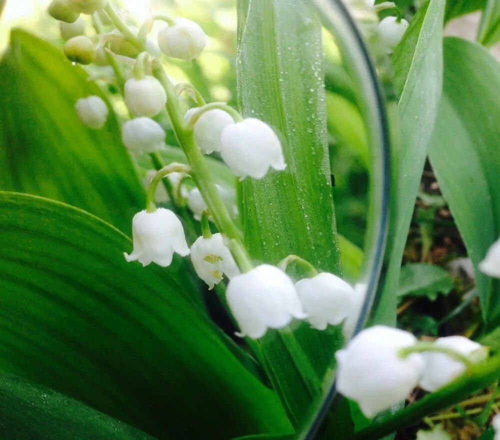 песня о мама ландыши ландыши тюльпаны