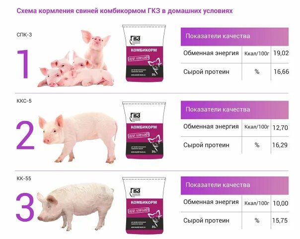 Как правильно кормить свиней