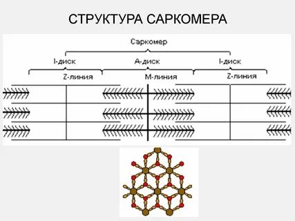 Саркомер функциональная единица
