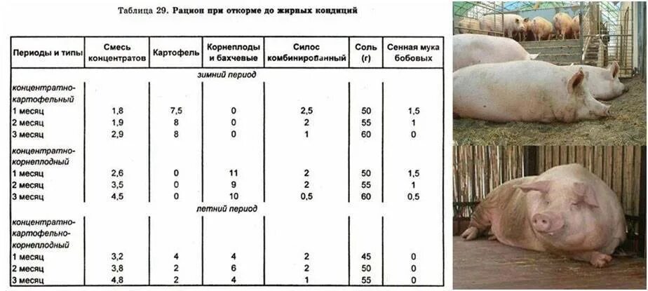 Нормы поедаемости корма свиней. Таблица откорма свиней. Откорм свиней схема кормления. Таблица откорма молодняка свиней.