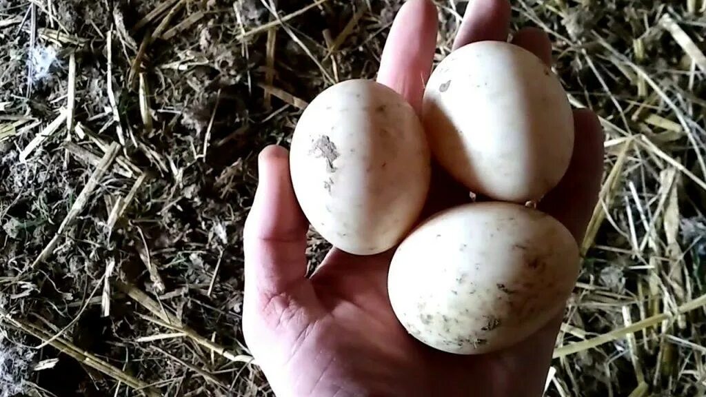 Яйцо муларда. Утиные яйца. Яйца мулардов. Утка с яйцом.