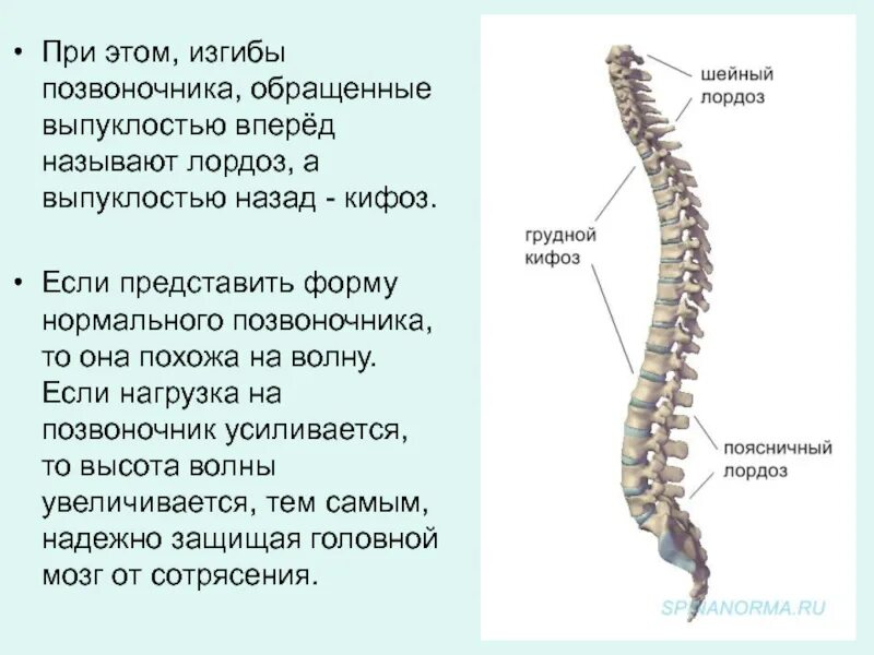 Укажите верно изгибы позвоночника