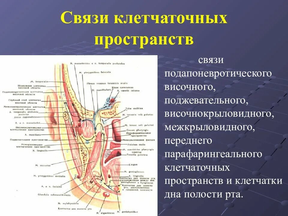 Пространства полости рта. Клетчаточные пространства лицевого отдела головы. Клетчаточные пространства головы анатомия. Подглазничное клетчаточное пространство. Надкрыловидное клетчаточное пространство.