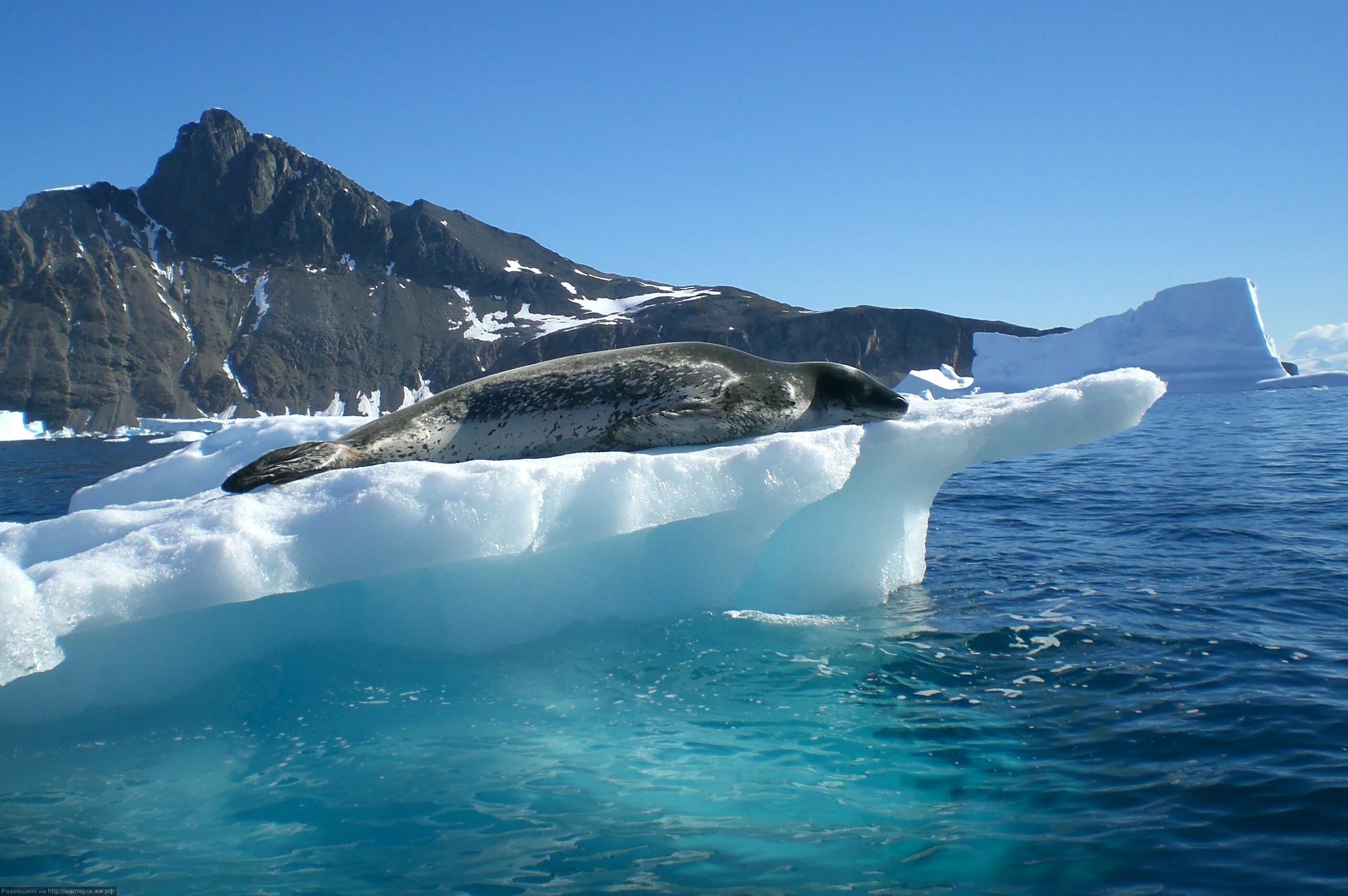 Бассейн антарктического океана реки. Южный антарктический океан. Южный Ледовитый океан. Антарктида Южный океан. • Южный (антарктический)..