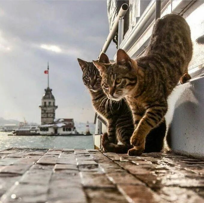 Turkey cats. Город кошек. Коты в Стамбуле. Стамбул город котов. Кот в Питере.