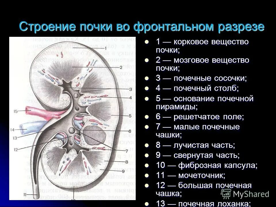 Компоненты почки. Строение почки во фронтальном разрезе. Строение коркового вещества почки анатомия. Внутреннее строение почки фронтальный разрез. Состав коркового вещества почки анатомия.