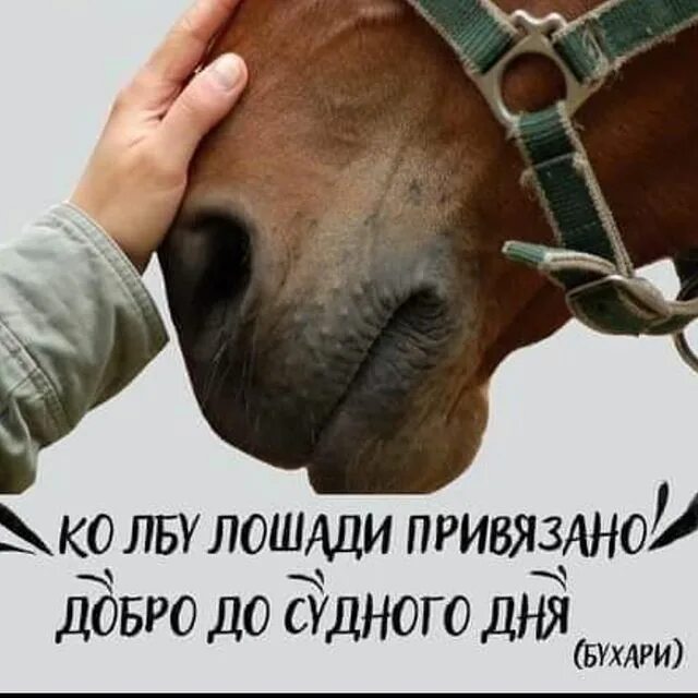 Лошади до судного дня. Ко лбу лошади привязано добро. хадис ко лбу лошади привязано. лоб коня хадисы.