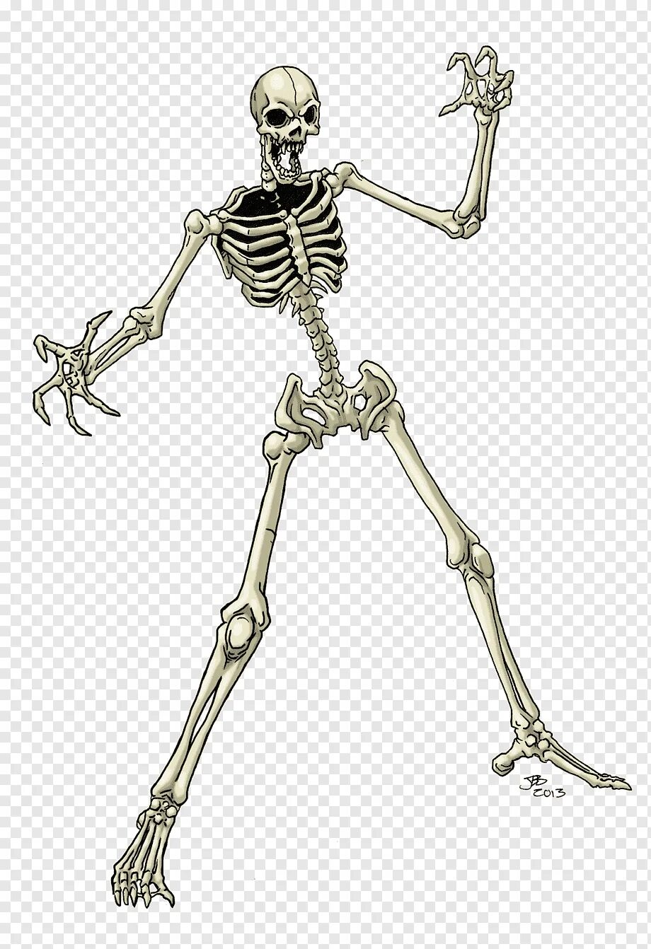 Облегченный скелет. Скелет человека. Скелет на прозрачном фоне. Скелет из игры. Скелет рисунок.