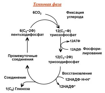 Что происходит в фазах фотосинтеза YouDrop.ru