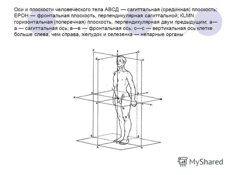 Три оси человека. Фронтальная сагиттальная и горизонтальная плоскость. Сагиттальная ось горизонтальная плоскость. Оси тела человека в анатомии. Перпендикулярно к оси тела.