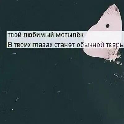 И скоро твой любимый мотылек. Мотылек станет обычной тварью. Цитаты про людей тварей. Статусы про гнилых людей. Любить это хотеть касаться цитаты.