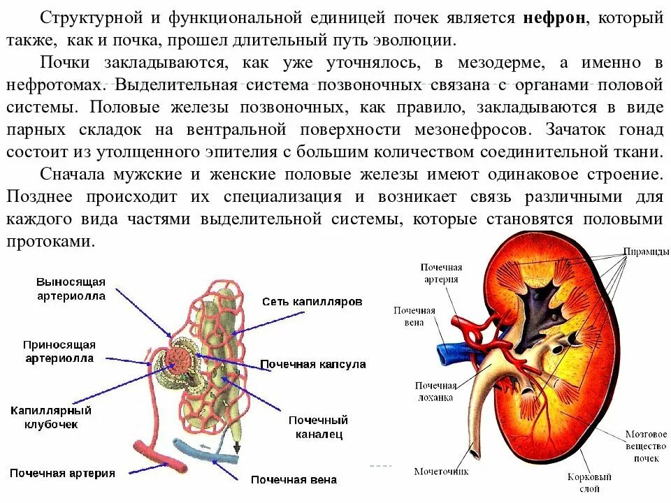 Что является основной функциональной единицей почки. Структурно-функциональная единица почки ее строение. Строение структурно функциональной единицы почки. Структурной и функциональной единицей почки является. Структурная функциональная единица почки называется