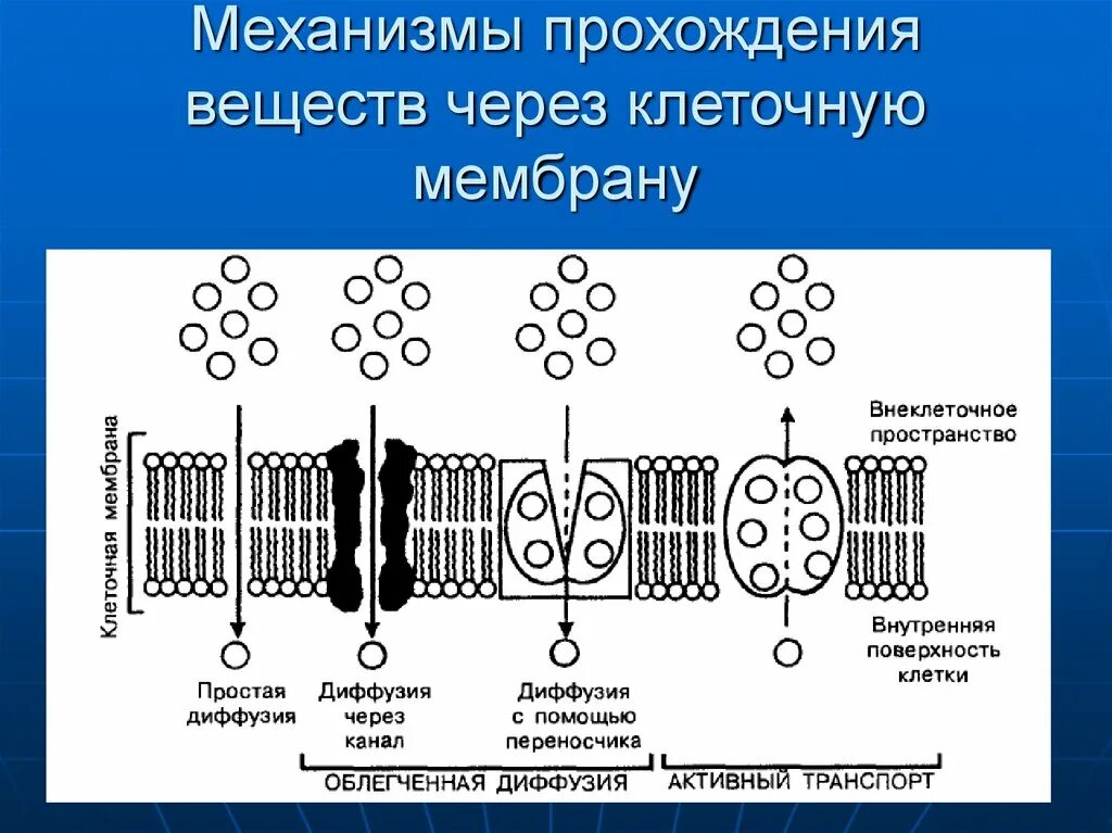 Поступление кислорода через клеточную мембрану. Механизмы транспорта веществ через клеточную мембрану. перемещение молекул воды через клеточную мембрану это. механизмы переноса веществ через мембраны. механизмы прохождения ионов через мембрану..