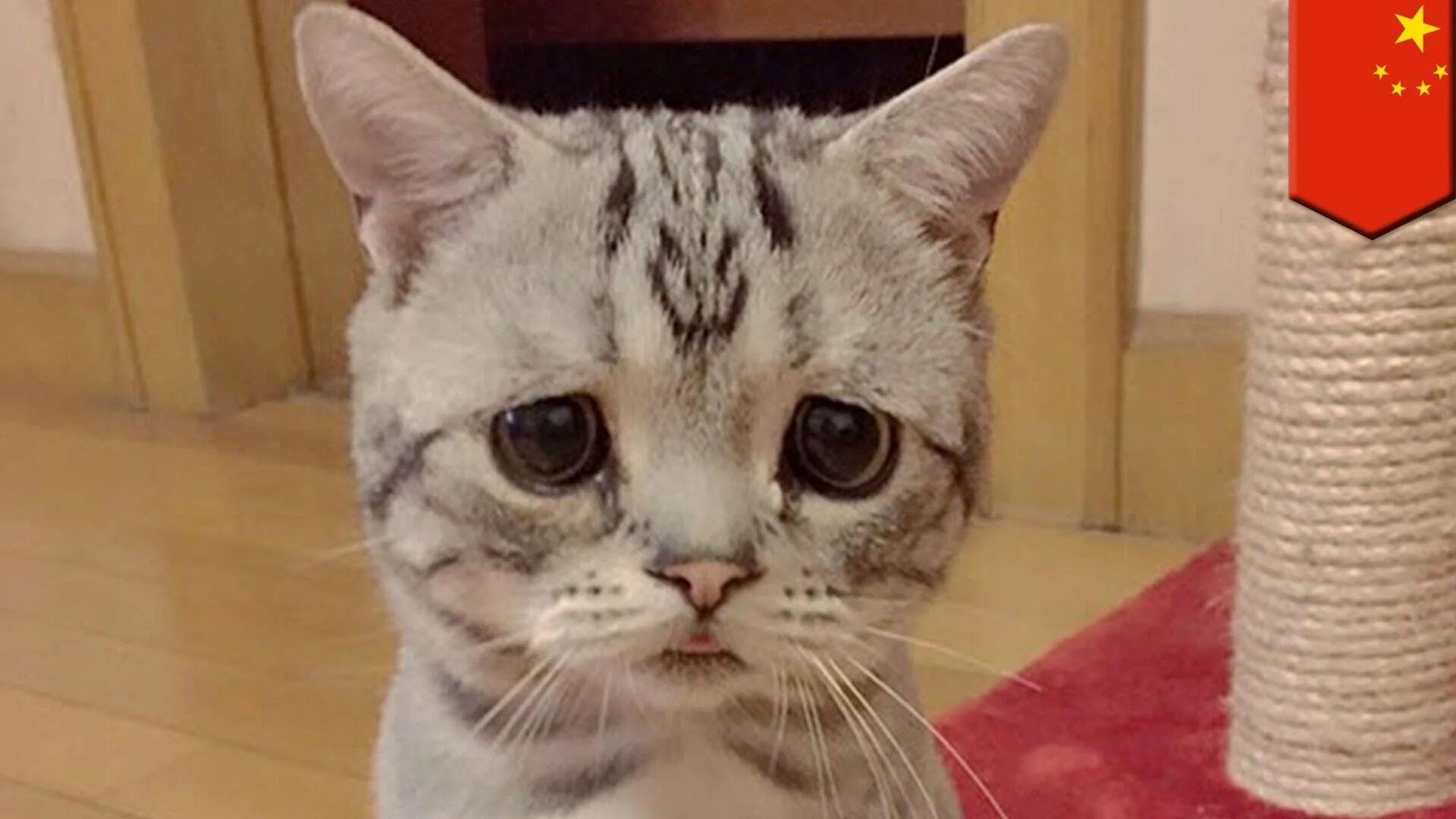 Котик с большим глазами. Грустная кошка. Луху кошка. Самый грустный кот в мире. Кошка обиделась.