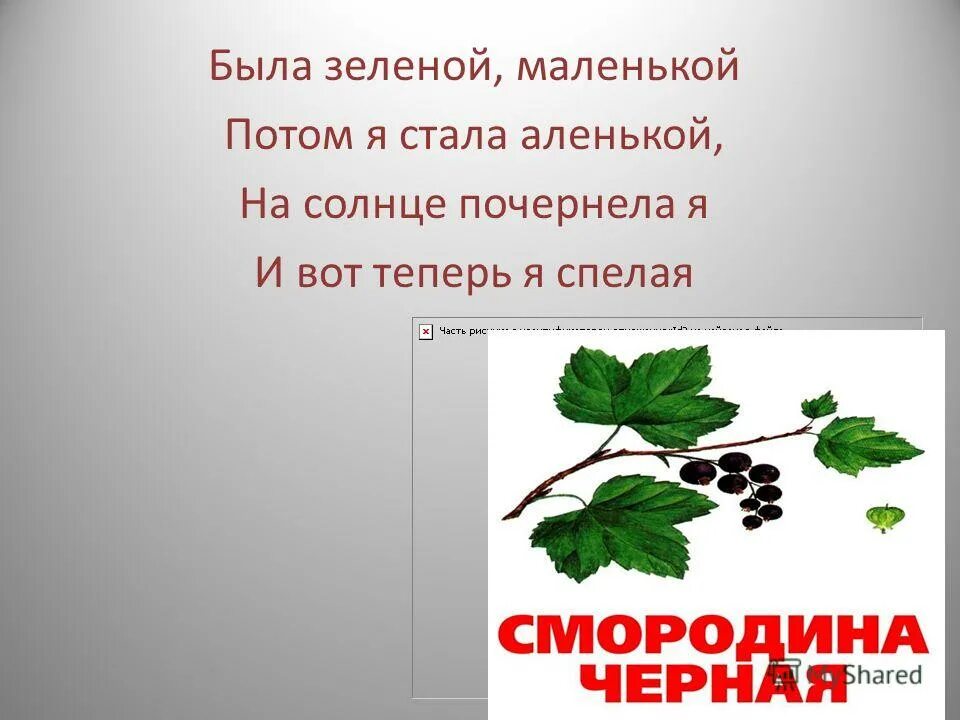 была зеленой маленькой потом я стала аленькой. загадки была зеленой маленькой потом. была зелёной маленькой потом я стала аленькой.