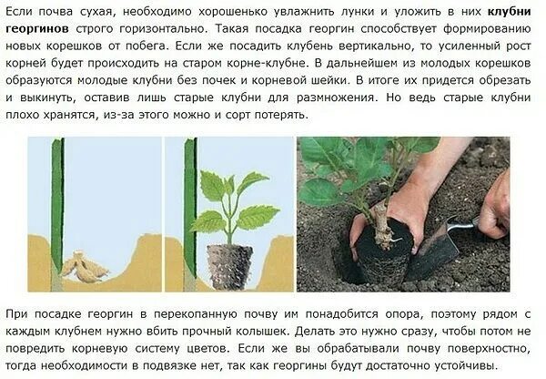 На какую глубину сажать георгины. Посадка растений в грунт. георгины посадка клубней в грунт. глубина посадки георгинов. георгины схема посадки.