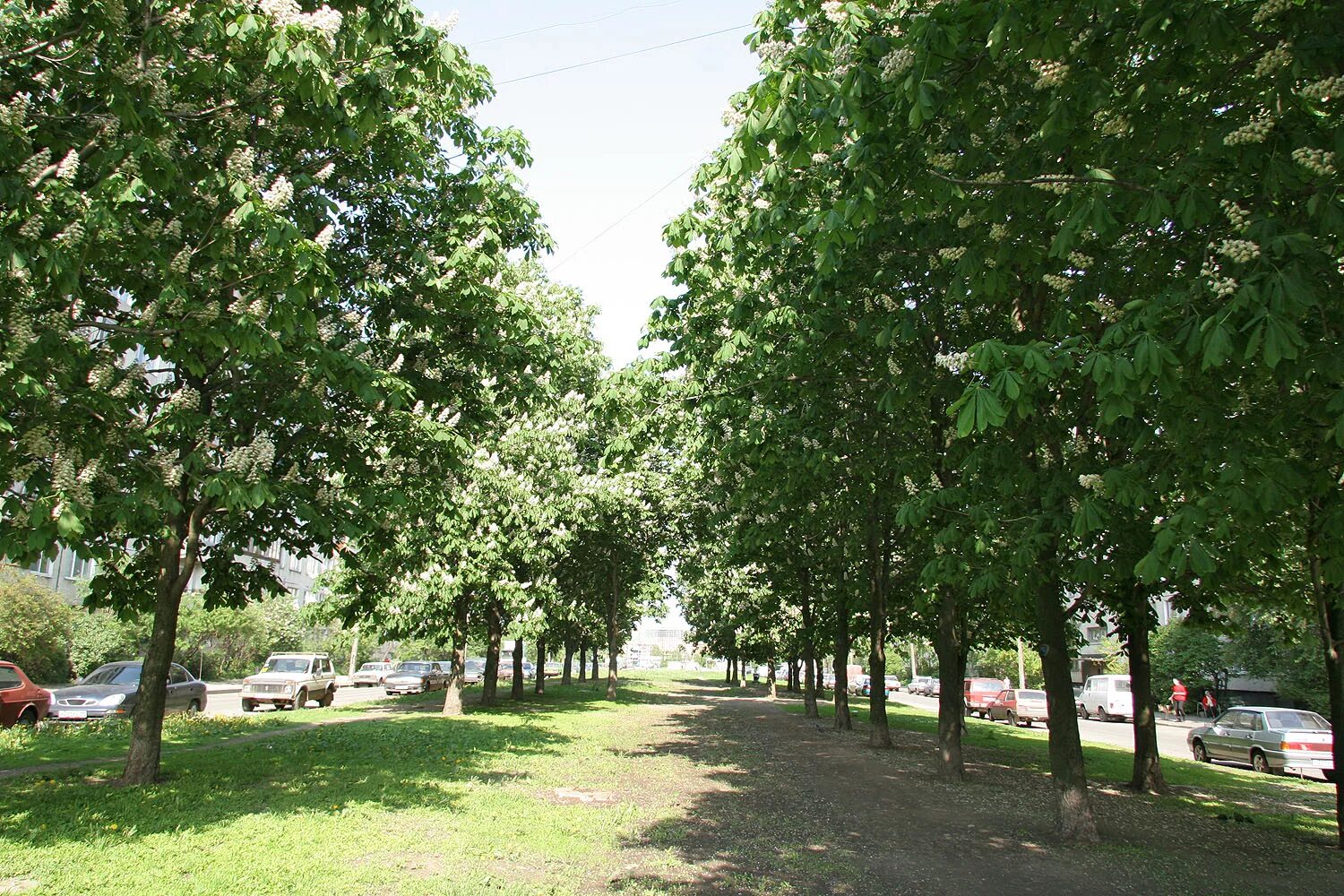 каштановая аллея в парке санкт петербург. каштановая аллея отзывы. аллея из каштанов. каштановая аллея метро сокол. аллея каштанов калининград.